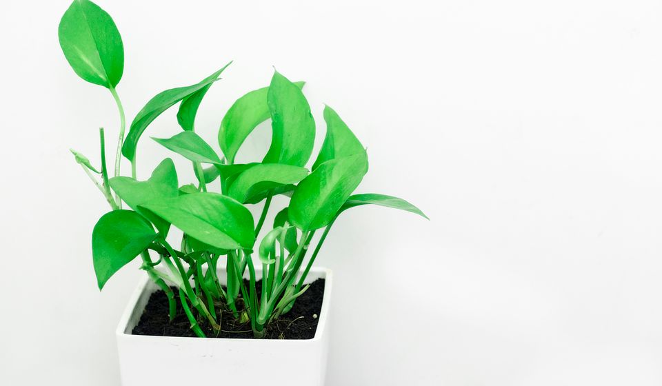 Window Garden Starter